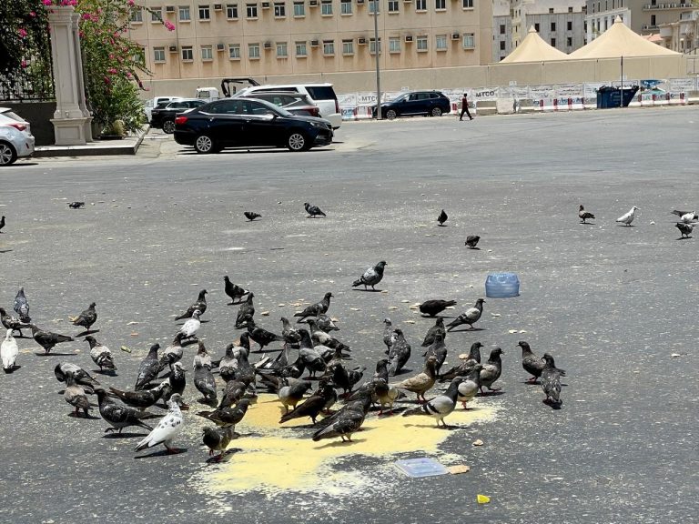 A photo I captured of pigeons feeding on grains under the warm Friday sun near the mosque.
